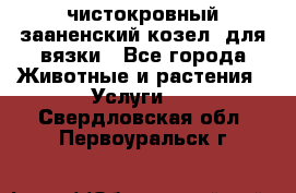 чистокровный зааненский козел  для вязки - Все города Животные и растения » Услуги   . Свердловская обл.,Первоуральск г.